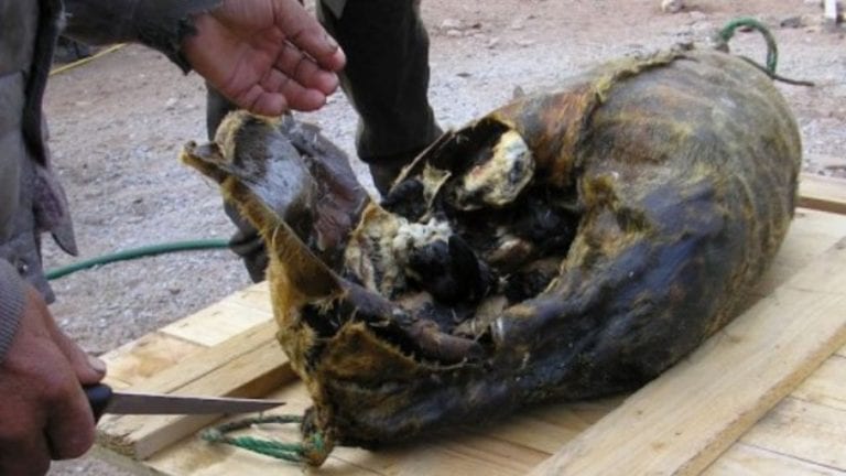 Kiviak is a dead seal stuffed with hundreds of auk birds