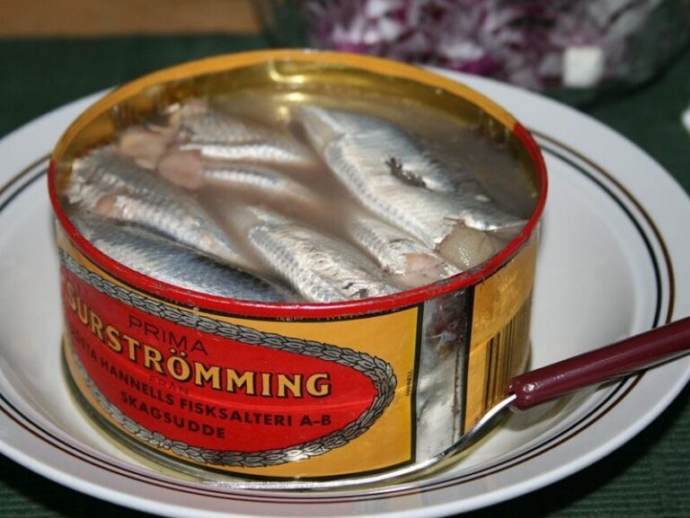 Surströmming Swedish stinky fish delicacy