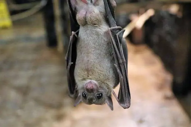 Fruit bat