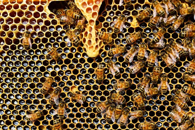 Mad honey hive