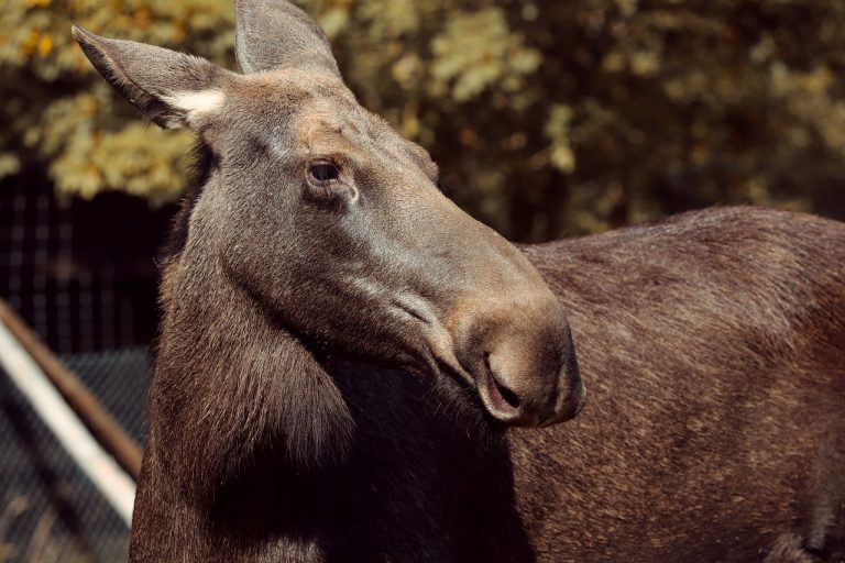jellied moose nose