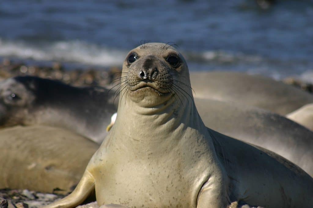 Seal on the beach