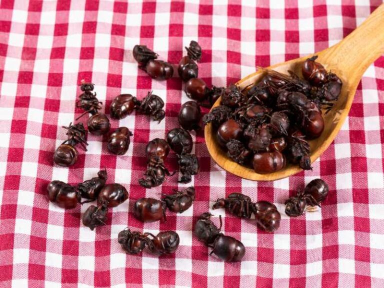 Hormiga Culona (Edible Fat-Bottomed Ants)