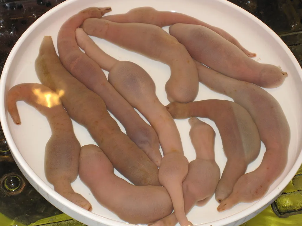 Penis Fish (Gaebul): South Korea’s Genital-Shaped Delicacy 1