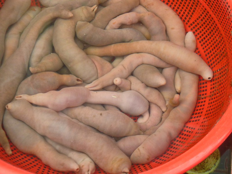 Penis Fish (Gaebul): South Korea’s Genital-Shaped Delicacy