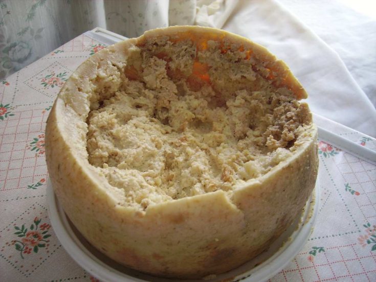 Casu Marzu: The Dangerous Italian Maggot Cheese 1