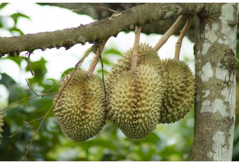 Durian growing on tree