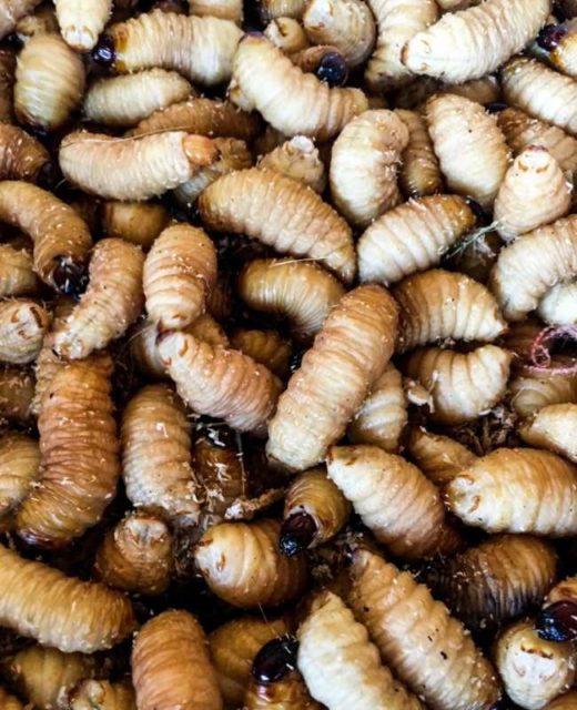 Vietnamese Coconut Worms (Duong Dua) Travel Food Atlas