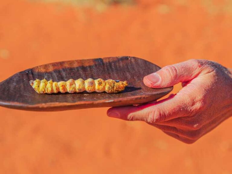 Witchetty Grub