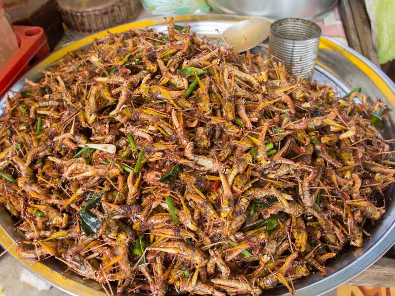 Mexican Chapulines (Deep Fried Grasshoppers) Recipe