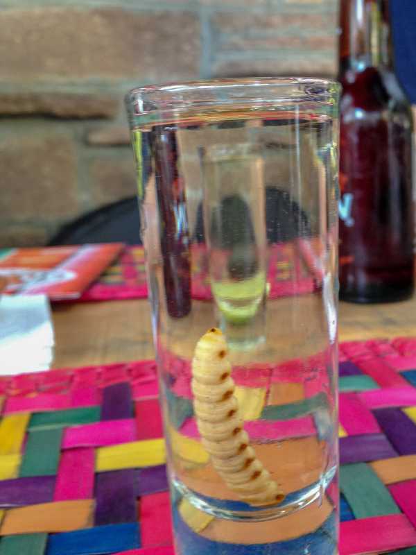 What Is A Tequila Worm? Can I Eat It?