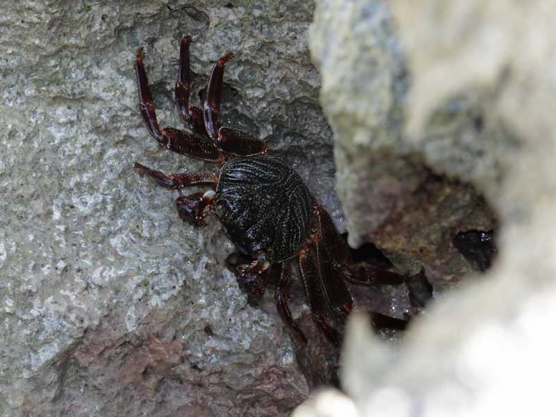 Aama crab which can be eaten raw